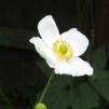 Anemone × hybrida Honorine Jobert
