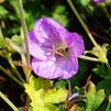 Geranium Azure Rush