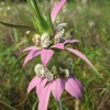 Monarda punctata 