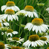 Echinacea purpurea White Swan
