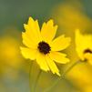 Coreopsis palustris Summer Sunshine ™