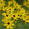 Coreopsis tripteris Gold Standard
