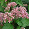 Eupatorium dubium Little Joe