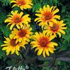 Heliopsis helianthoides var. scabra Burning Hearts
