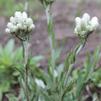Antennaria plantaginifolia 
