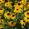 Rudbeckia fulgida var. deamii 