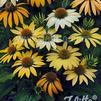 Echinacea purpurea Mellow Yellows