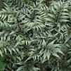 Athyrium Godzilla
