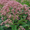 Eupatorium purpureum ssp. maculatum Gateway