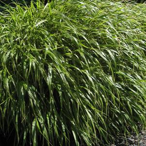 Hakonechloa macra 