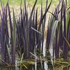 Iris versicolor Purple Flame™
