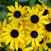 Rudbeckia American Gold Rush