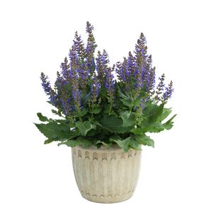 Salvia nemorosa SALLYROSA™ April Night