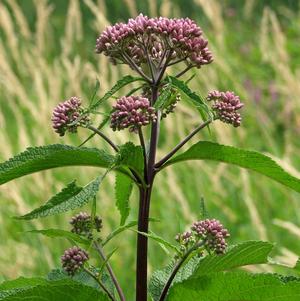 Eupatorium maculatum 