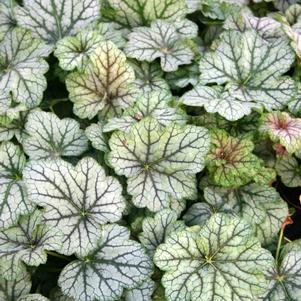 Heuchera Green Spice