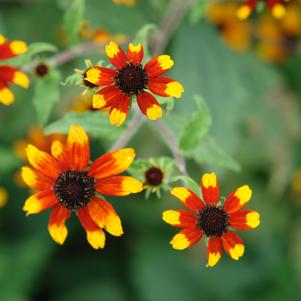 Rudbeckia triloba Prairie Glow