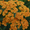 Achillea Terracotta