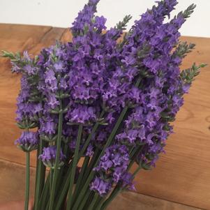 Lavandula × intermedia Sensational!® Tesseract