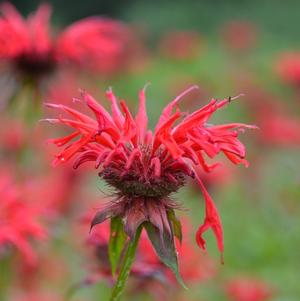 Monarda Gardenview Scarlet