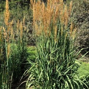 Sorghastrum nutans Golden Sunset® MNYG318153