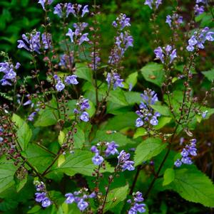 Scutellaria Appalachian Blues