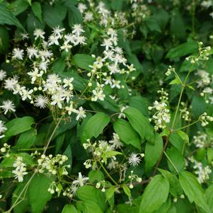 Clematis virginiana 