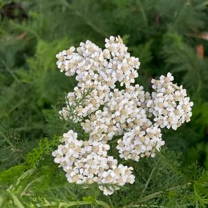 Achillea millefolium 
