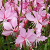 Gaura lindheimeri Siskiyou Pink