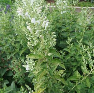 Scutellaria incana Prairie Snow™