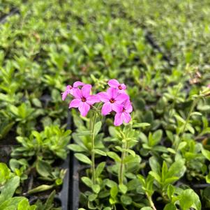 Phlox stolonifera Pink Ridge