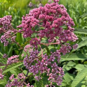 Eupatorium fistulosum JoJo