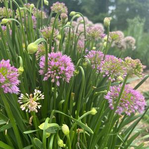 Allium Millenium