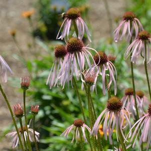 Echinacea pallida 