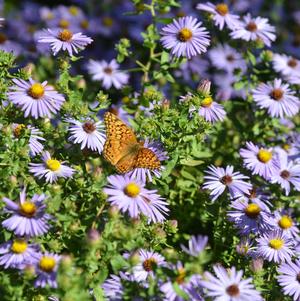 Aster oblongifolius Twilight Sky
