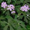 Geranium maculatum Espresso