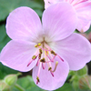 Geranium macrorrhizum Ingwersen's Variety