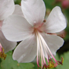 Geranium × cantabrigiense Biokovo