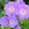Geranium Rozanne