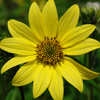 Helianthus Lemon Queen